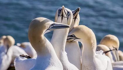 九游app官网下载-阿尔阿赫利与阿尔萨德达成球员交换协议，阿尔阿赫利亚冠