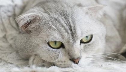 九游app官网下载-阿尔阿赫利与阿尔萨德达成球员交换协议，阿尔阿赫利亚冠