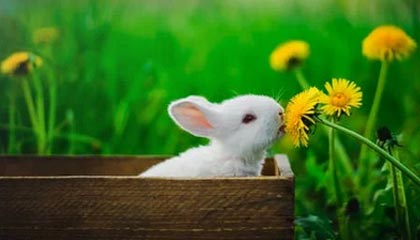 九游app官网下载-阿尔阿赫利与阿尔萨德达成球员交换协议，阿尔阿赫利亚冠