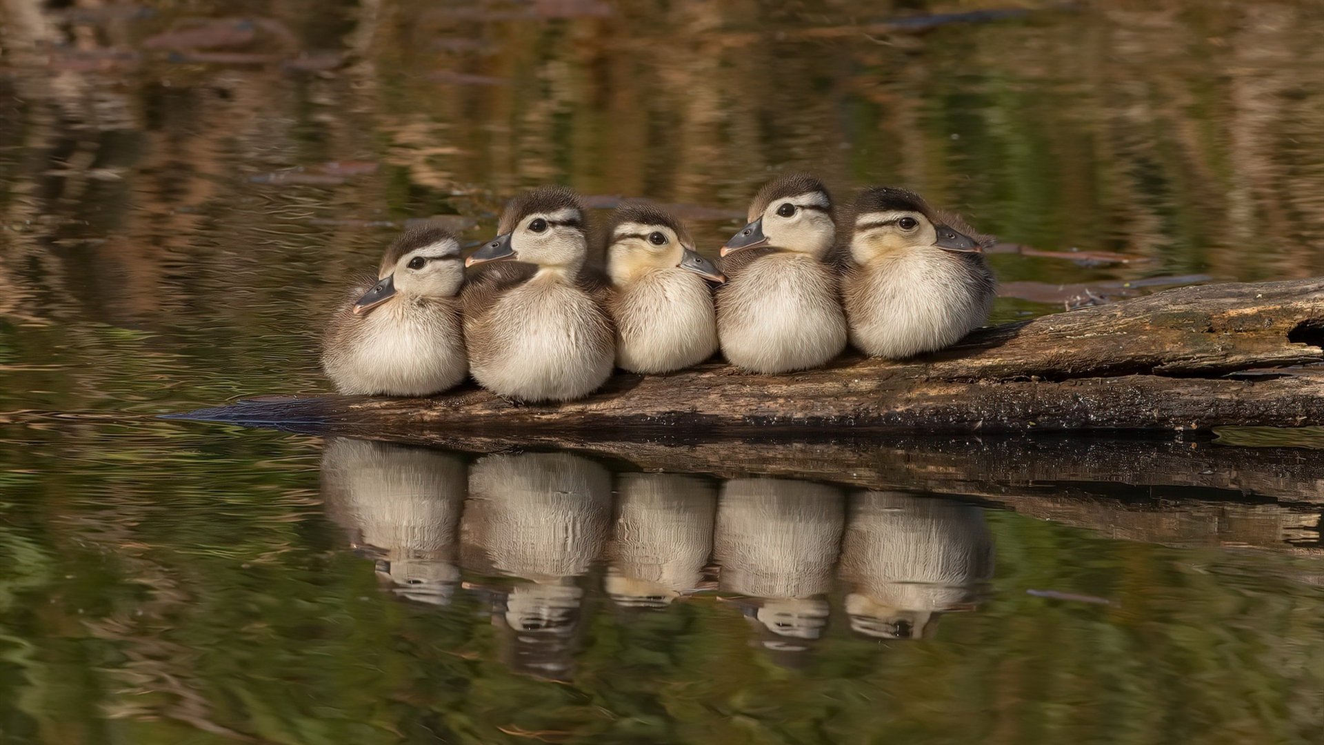 _篮网队战术调整到位，战绩稳步上升_，篮网队战术手册