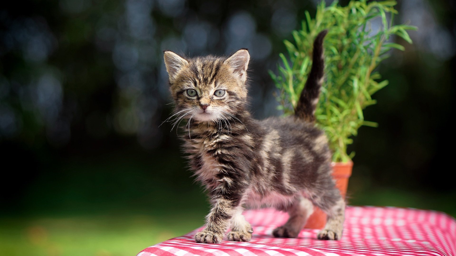 _爵士队稳步前行，排名逐步上升_，爵士队赛事