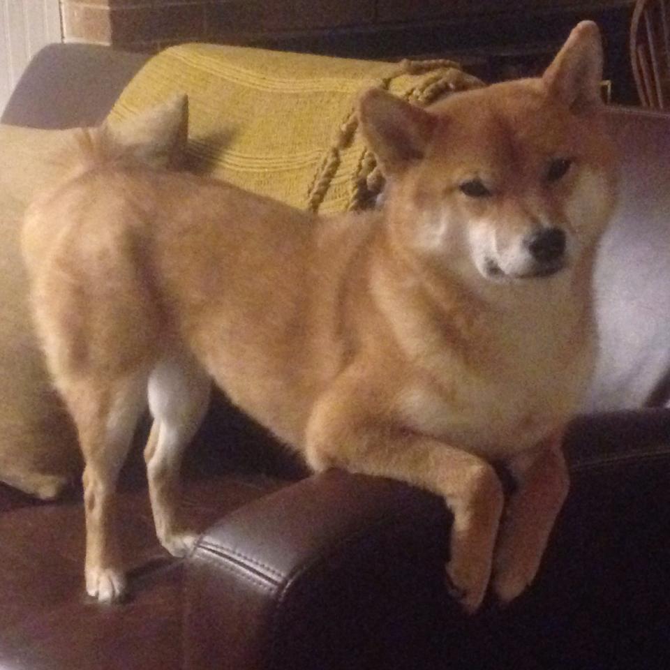 _篮网队攻击火力全开，实力不容小觑_，篮网队篮球