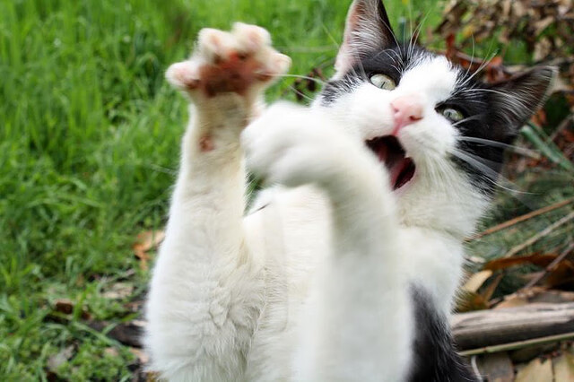 “中国足球青训体系升级,未来可期”,中国足球青训体系是什么