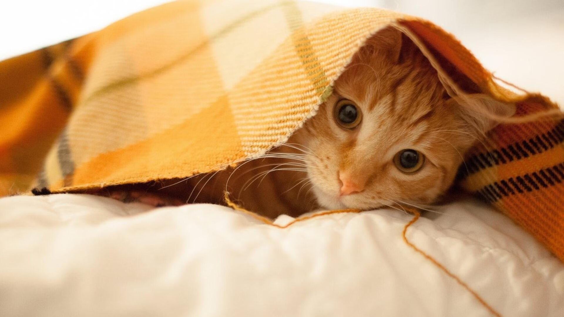 《电竞行业的“隐形冠军”:幕后力量崛起》,电竞幕后工作人员