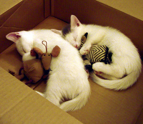 乔治·史密斯精彩逆转,赢得年度台球冠军,乔史密斯拳击