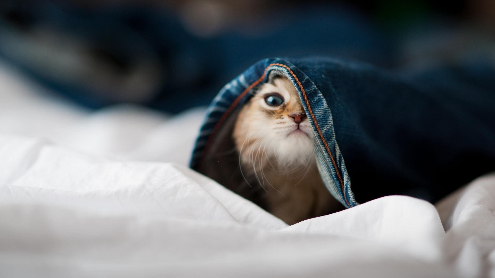 克罗地亚骑手吉塔·日特科维奇荣获2024年最佳障碍赛骑手奖，表彰其卓越表现。