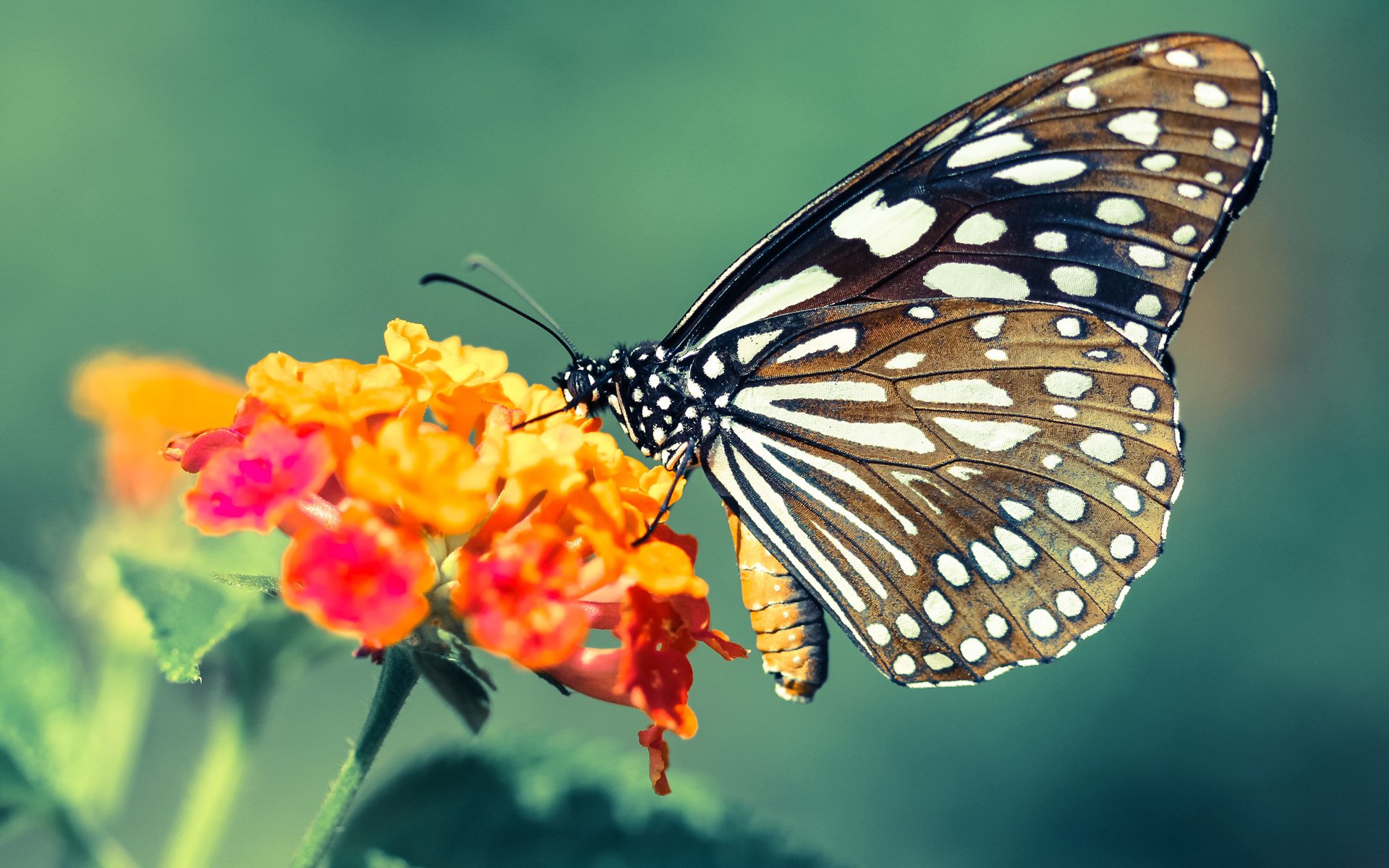 九游（jiuyou.com）游戏-经典战役再现：NBA历史上最感人比赛细节回顾，nba感人故事