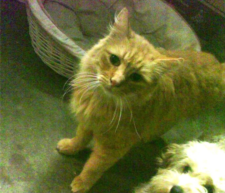 九游电脑版-西班牙门将神扑三连，力保胜局，西班牙 门将