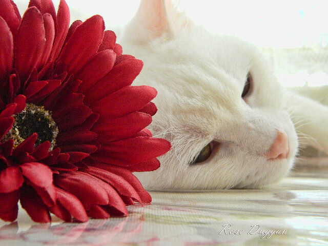 G联赛球队调整阵容适应赛程,nba g联赛球队